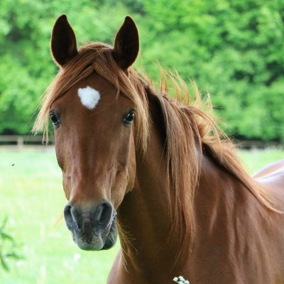 Pferdeversicherung Pferdeversicherung